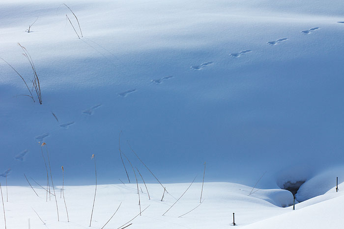 Winter Blue 3_c0067040_2315973.jpg