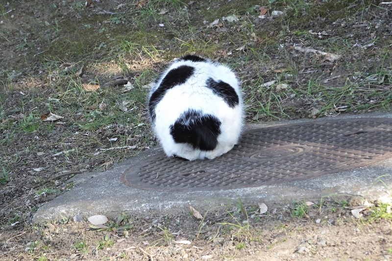 ヤマガラ、シメなど　　　　　　　　　　_b0236251_11423295.jpg