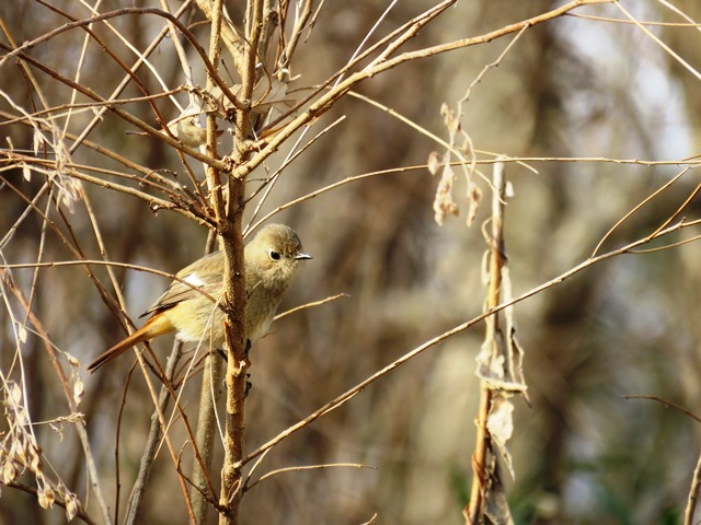 野鳥トレ　神戸森林植物園_b0227552_15005768.jpg