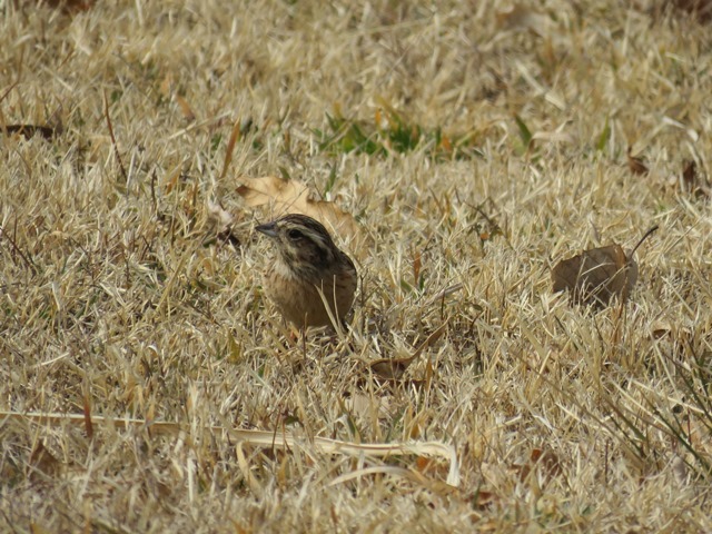 野鳥トレ　神戸森林植物園_b0227552_15011540.jpg