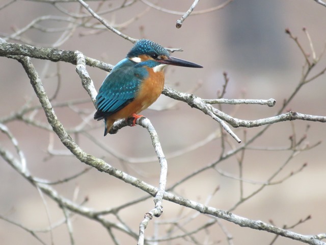 野鳥トレ　神戸森林植物園_b0227552_15031585.jpg