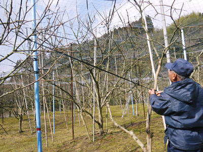 太秋柿 匠の選定と誘引作業!その2(手をかけて毎年実らせる)_a0254656_1834502.jpg