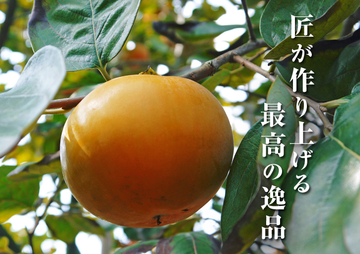 太秋柿 匠の選定と誘引作業!その2(手をかけて毎年実らせる)_a0254656_2043390.jpg