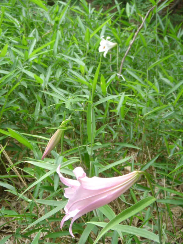 2005：ササユリ通信⑧　　in　　うみべの森_c0108460_23502159.jpg