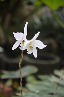 花の文化園　温室の花_c0229483_189108.jpg