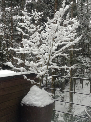 雪が降りました_d0133485_2037017.jpg