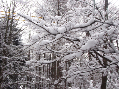 雪が降りました_d0133485_20381312.jpg