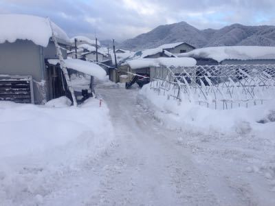 雪、たくさんです（ーー；）_d0099708_93071.jpg