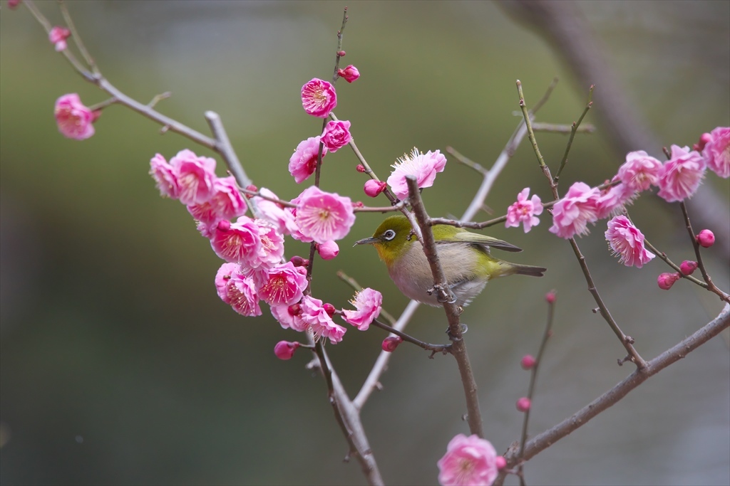 梅花へメジロ。そして…。  (2015.02)_c0346710_13252998.jpg