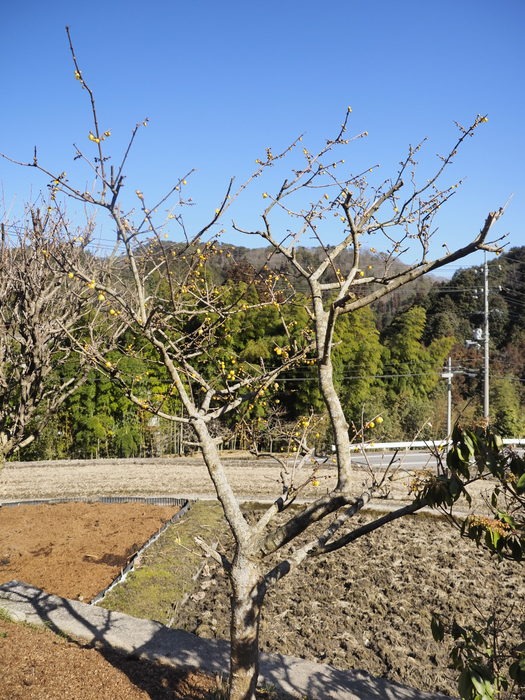 蝋梅(ろうばい)_c0116915_23414073.jpg