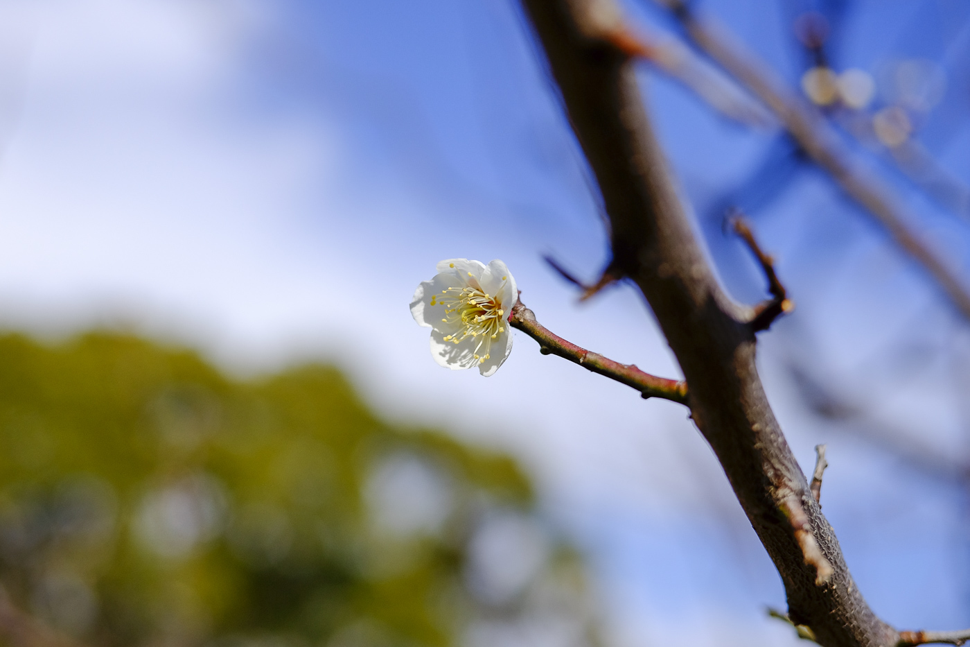 河津桜 駿府城公園は三分咲き とうとう五十路になりました いなきち