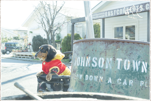 ジョンソンタウン サチドリ写真館 Humming Dog 歌う犬の生活