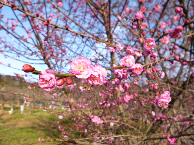 a0220528_21571098.jpg