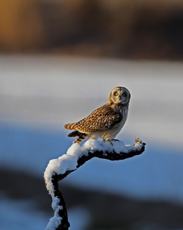  雪絡み - 私の選んだ思いで写真_f0206138_19274149.jpg