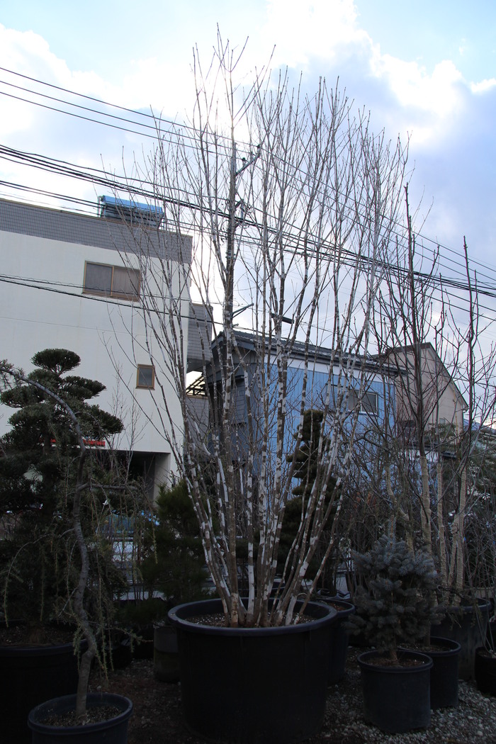 y*n様 山採りアオダモ　9/1出品　青ダモ2 鉢上からh210cm W70cm y*n様 山採りアオダモ 9/1出品 青ダモ2 鉢上から