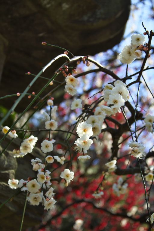 常立寺_d0029744_23113867.jpg