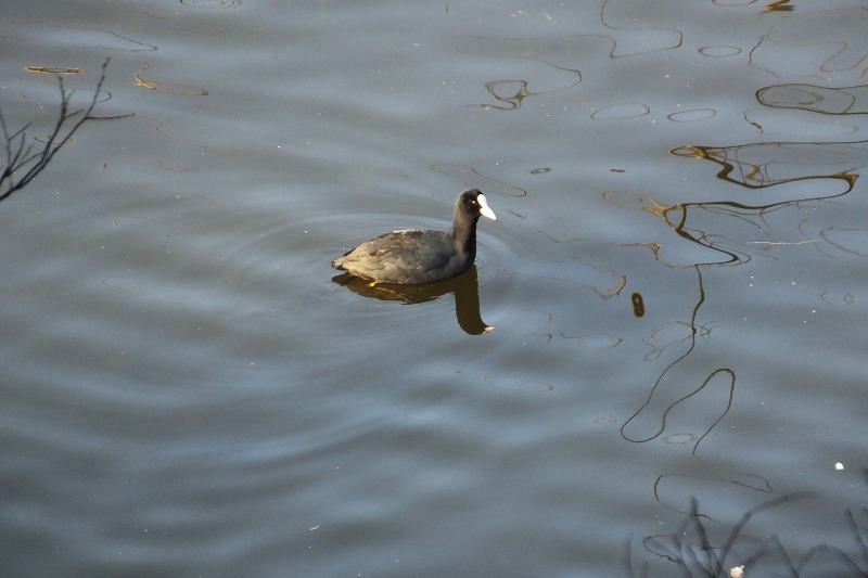 シメと、お堀の水鳥_b0236251_1345356.jpg