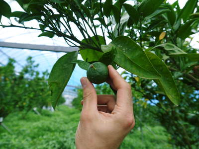 平成27年度　究極の柑橘『せとか』初収穫＆初出荷しました!!（その１：せとかの1年）_a0254656_20113827.jpg