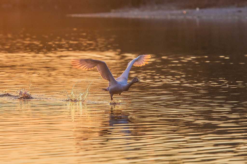 朝焼けの小白鳥_f0044056_08442034.jpg