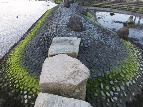 河川公園入り口の早咲きのかんぴさくらと、ウオーキング_f0113862_19194666.jpg