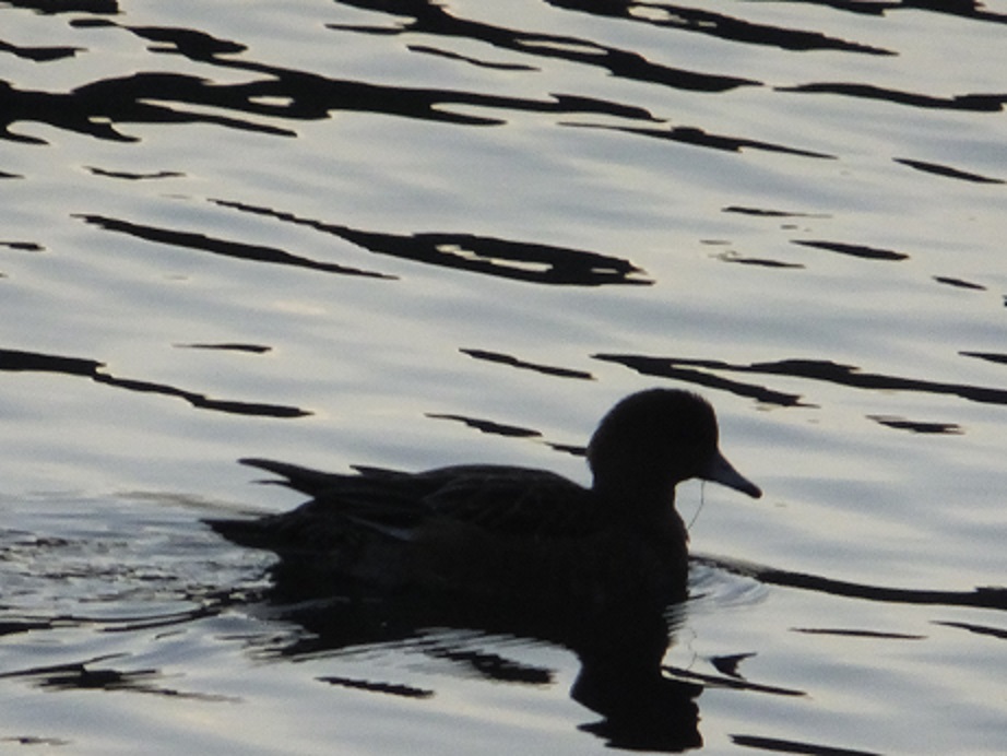 河川公園入り口の早咲きのかんぴさくらと、ウオーキング_f0113862_19231458.jpg