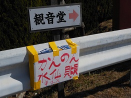 かんのん水仙、見頃です_e0175370_13302742.jpg