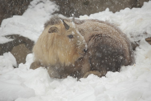 雪の動物園　ヨウテン_a0188771_21104286.jpg