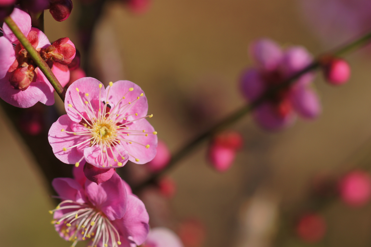 早春の花木 風の通る庭 早春の花木 風の通る庭