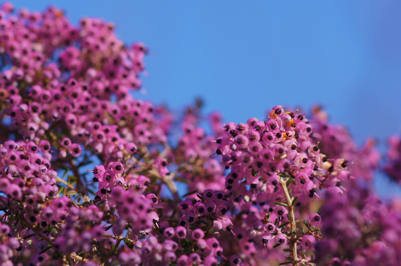 早春の花木 風の通る庭 早春の花木 風の通る庭