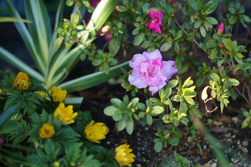 早春の花木 風の通る庭 早春の花木 風の通る庭