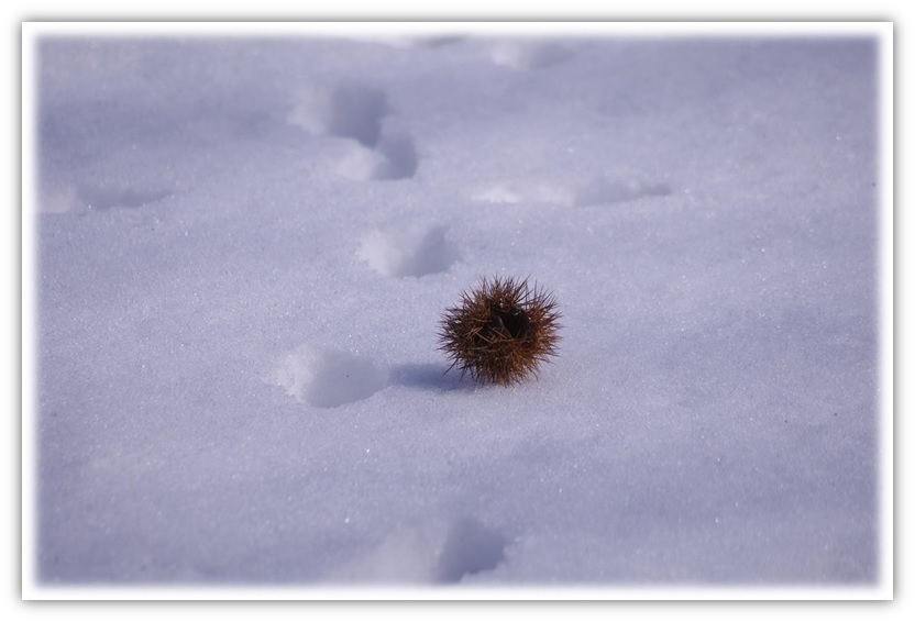 腐った雪_f0126282_00002000.jpg