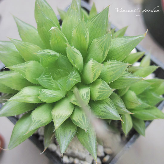 冬のベランダ便り 多肉植物たちの花芽 ぶいくんの庭