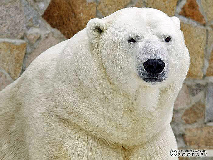 ロシア・サンクトペテルブルク、レニングラード動物園のウスラーダとメンシコフが次の繁殖挑戦へ同居再開_a0151913_414247.jpg