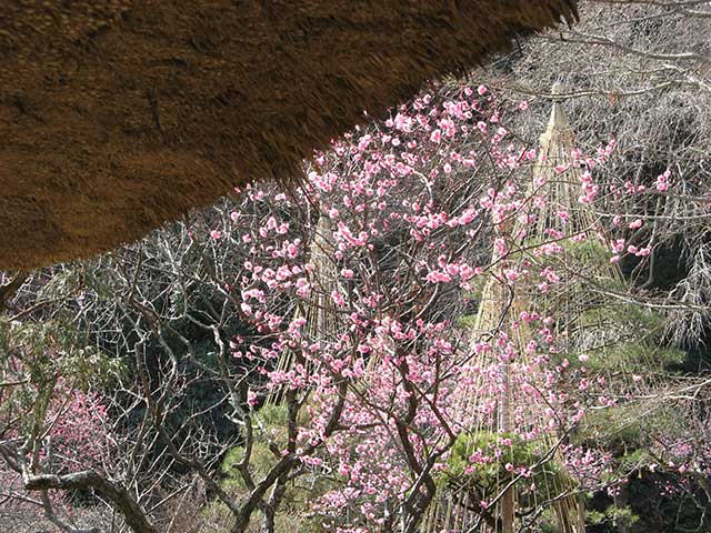 百草園から里山へ_e0123825_20443144.jpg