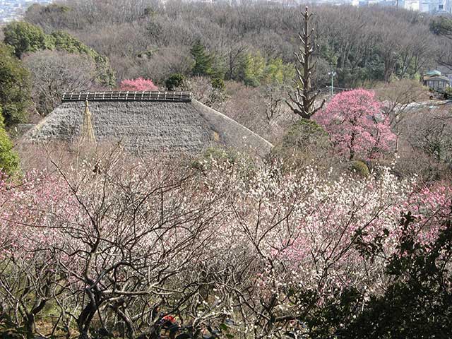 百草園から里山へ_e0123825_20444023.jpg