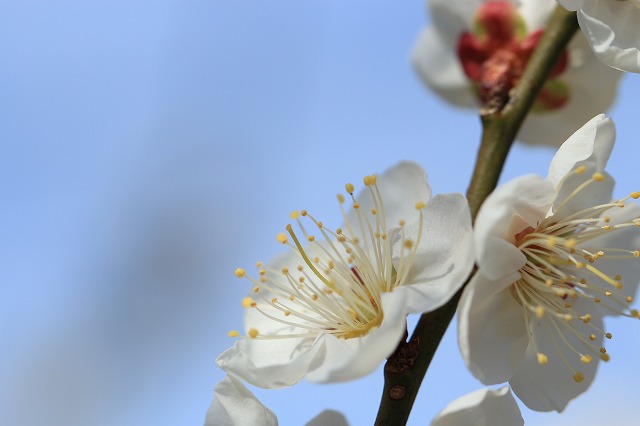 咲き誇る白梅の花_e0321325_21354330.jpg