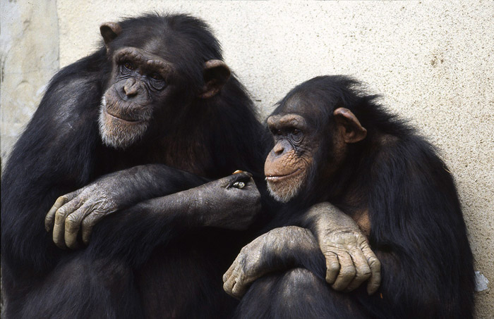 「動物たち・光と影」の脇田 智さん登場!_c0039735_2391046.jpg