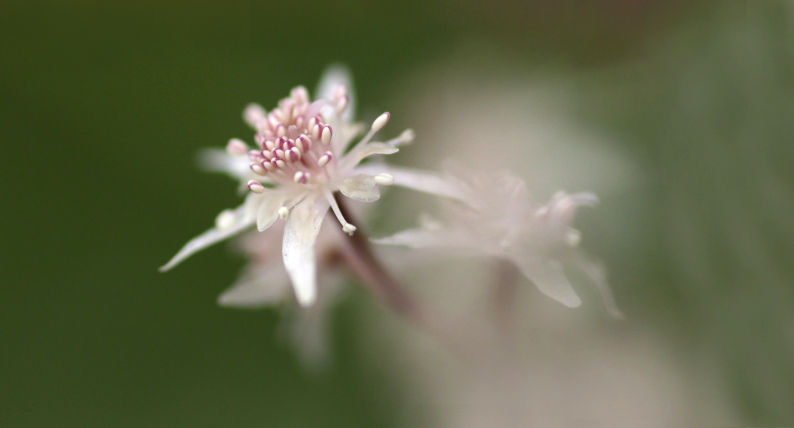 花写　015-0212　キクバオウレン_d0060435_22562295.jpg