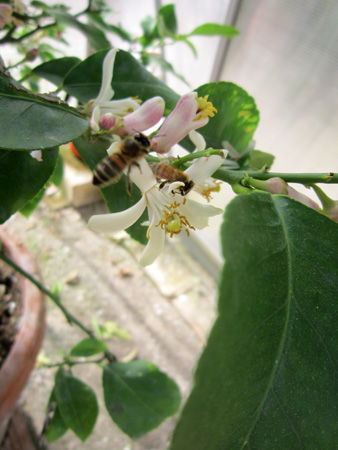 蜜蜂の毒で制する関節炎_f0234936_719101.jpg