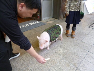 ミニ豚バオ君と今日の黒ちゃんの件 ワ イな金澤