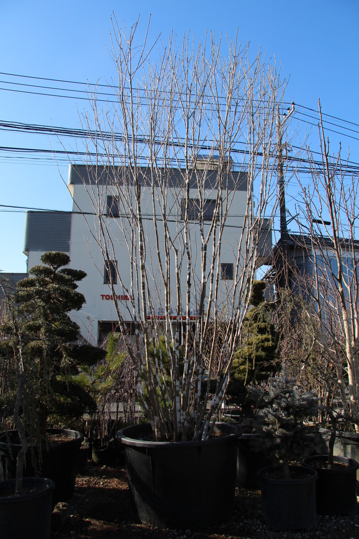 アオダモ 山採り 青梻 コバノトネリコ 本株立ち 美品 貴重品 アオダモ 山採り 青梻 コバノトネリコ 本株立ち 美品 貴重品