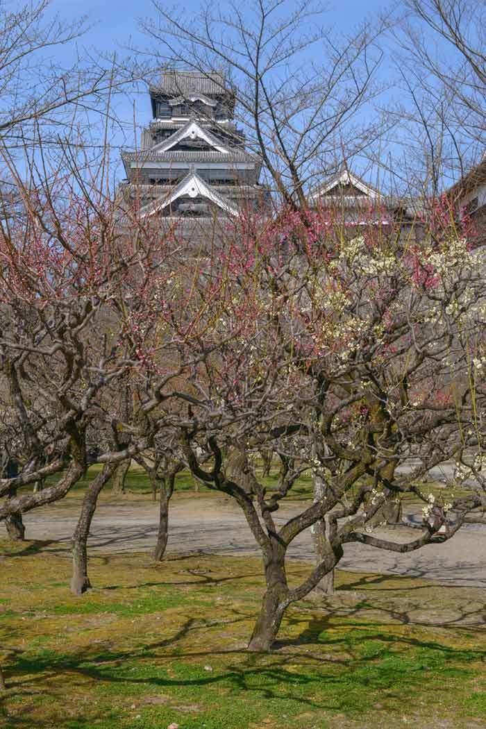 咲き始めた梅の花（熊本城）_d0238245_10361291.jpg