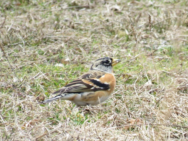 野鳥トレ　神戸森林植物園４_b0227552_18534313.jpg