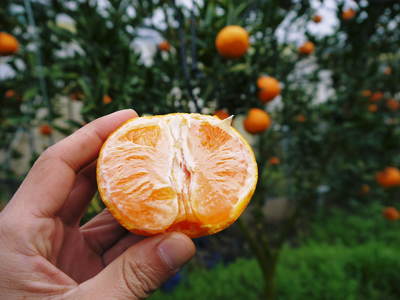 平成27年度　究極の柑橘『せとか』初収穫＆初出荷しました!!（その２：今年のせとかも美味い!!）_a0254656_1842691.jpg