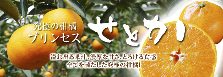 平成27年度 究極の柑橘『せとか』初収穫&初出荷しました!!(その2:今年のせとかも美味い!!)_a0254656_18434191.jpg