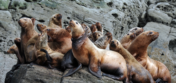 トド駆除 : トドさん（岩井直樹）