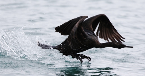 抜海港の海鳥②_a0152663_19312838.jpg