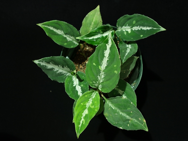 Aglaonema pictum BGW from Sibolga Utara【AZ0914-3】_a0067578_21184274.jpg