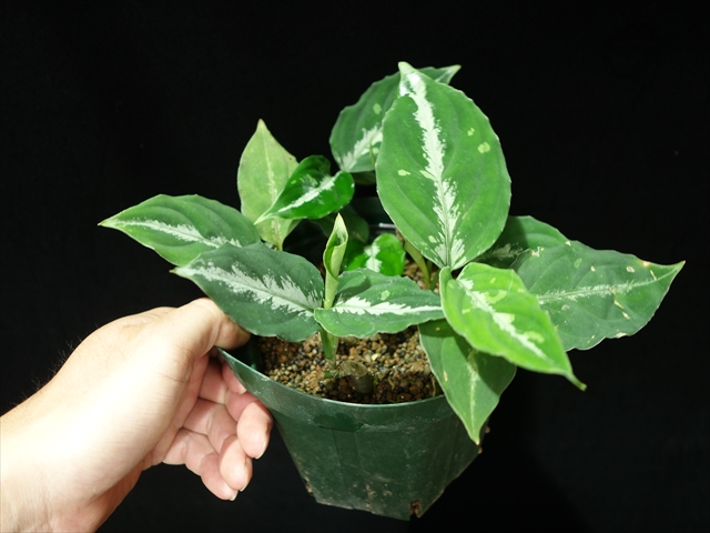 Aglaonema pictum BGW from Sibolga Utara【AZ0914-3】_a0067578_21185640.jpg