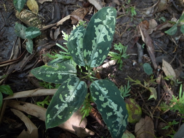 Aglaonema pictum 